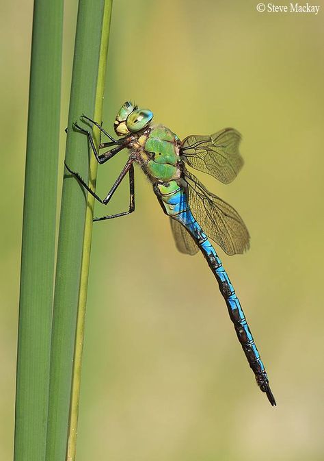 Emperor Dragonfly, Insect Species, Basking In The Sun, Bugs Life, Damselflies, Dragon Flies, Bug Art, A Bug's Life, Nature Pics