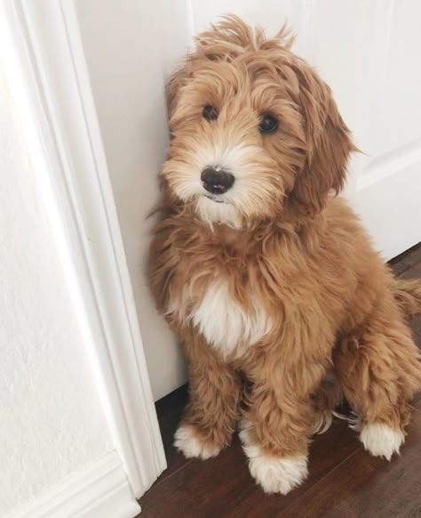 Cute Golden Doodle, Mini Goldendoodle Puppies, White Chest, Labradoodle Puppy, Super Cute Puppies, Cute Dog Photos, Dream Dog, Very Cute Dogs, Golden Doodle