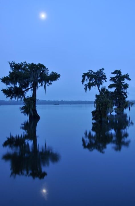 blue bayou New Orleans Bayou, La Travel, Louisiana Bayou, Blue Morning, Blue Bayou, Virtual Field Trips, States In America, Southern Gothic, Crescent City