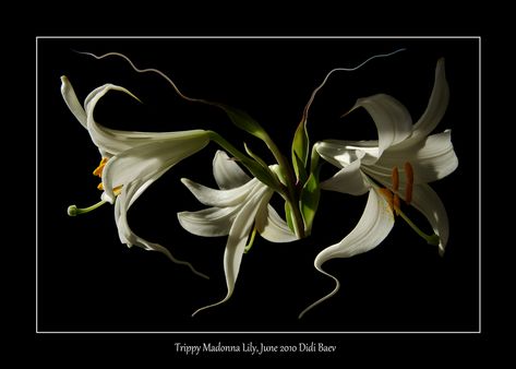 Trippy Madonna Lily Buda Zen, Madonna Lily, Drop Photography, Oil Slick, Floral Photography, White Lilies, Irises, Lily Flower, Exotic Flowers