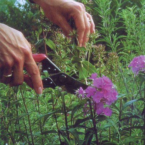 Off With Their Heads: Deadheading Perennials - FineGardening Runner Tips, Off With Their Heads, Long Blooming Perennials, Deadheading, Backyard Garden Diy, Hydrangea Garden, Fine Gardening, Unique Gardens, Garden Care