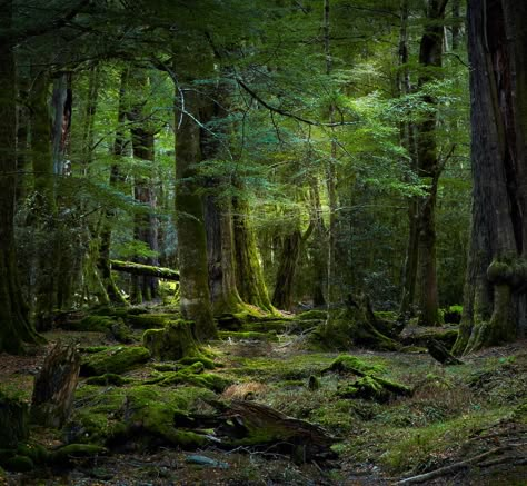 •(★)• Tree Scenery, Dark Naturalism, Moss Covered, Mystical Forest, Forest Path, Walk In The Woods, Deep Forest, Tree Forest, South Island