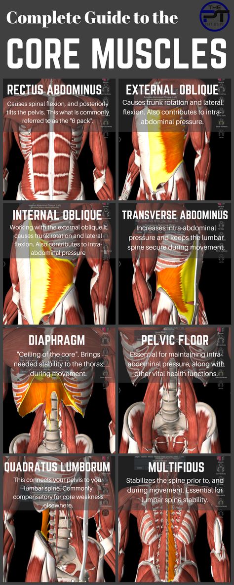 Find Out What Muscles ACTUALLY Make Up Your CORE and How To Train Them! Rectus Abdominis Muscle, Rectus Abdominis, Psoas Release, Hip Flexor Stretch, Ripped Abs, Better Balance, Muscle Anatomy, Mobility Exercises, Exercise Plan