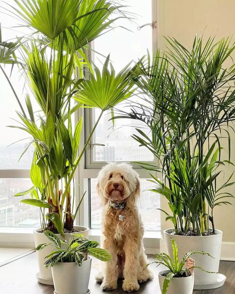 The bamboo palm is a great choice for beginner plant parents as it's easy to care for. It can also make a visual stunner with its spiky leaves. Here's more on how to grow and care for the bamboo palm. Bamboo Palm Indoor, Chamaedorea Seifrizii, Keeping Plants Alive, Indoor Palm Trees, Bamboo Palm, Indoor Palms, Lipstick Plant, Parlor Palm, Plant Maintenance