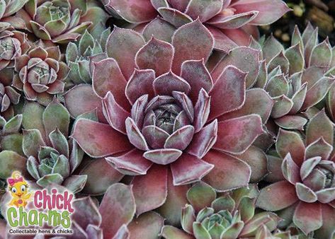 Chick Charms® Silver Suede™ Drought Tolerant Perennials, Patio Planters, Hens And Chicks, Shade Plants, Cactus Flower, Lilac Color, Colorful Garden, Gardening For Beginners, Colorful Leaves