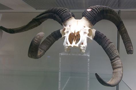 Badass Pictures, Jacob Sheep, Sheep Skull, Skull Light, Goat Skull, Animal Bones, Animal Skulls, Skull And Bones, The Rock