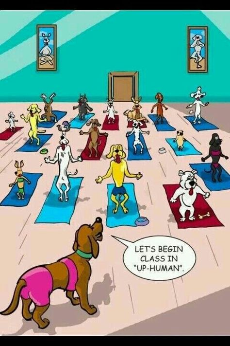 Funny dog Yoga Jokes, Yoga Humor, Yoga Thoughts, Yoga Cartoon, Arte Yoga, Dog Yoga, Yoga Times, Yoga Quotes, Pranayama