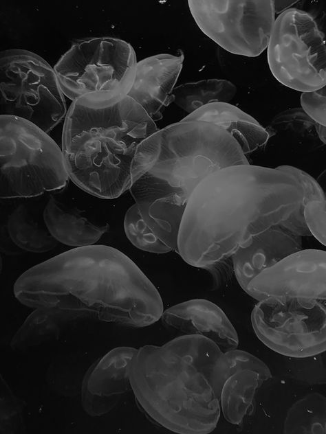 Black And White Jellyfish Wallpaper, Black Jellyfish, Jellyfish Black And White, Black Ocean, British Shorthair Cats, Iphone Case Stickers, Ocean Treasures, White Sea, Iphone Wallpaper Hd Nature