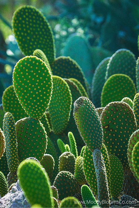 Opuntia microdasys (bunny ears) Opuntia Microdasys, Bunny Ears, Bunny Ear, Cactus Plants, Plant Leaves, Cactus, Fruit, Plants, Flowers