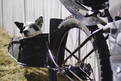 Dogpacking, Guide to Bikepacking With Your Dog - BIKEPACKING.com Dog Bike, Dog Trailer, Bike Packing, Trail Dog, Biking With Dog, Bike Camping, Long Trips, Canadian Rockies, Short Trip