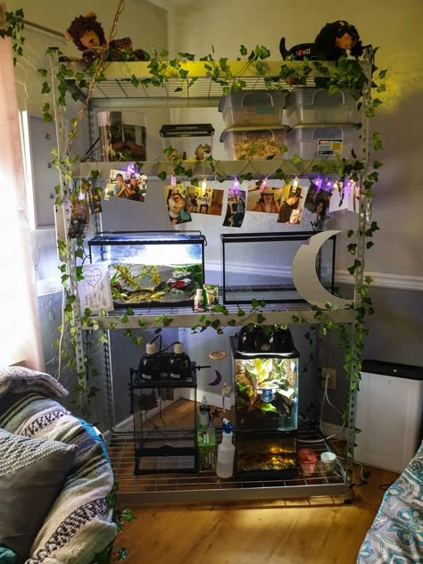 Snake Cage Aesthetic, Reptile Rack Ideas, Fish Tank Rack, Aquarium Room Aesthetic, Snake Enclosure Aesthetic, Fish Room Ideas, Reptile Room Ideas, Reptile Room Aesthetic, Reptile Rack