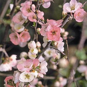 Toyo-Nishiki Flowering Quince:  spring blooms, fruit, thorns, 8' tall evergreen Small North Facing Garden Ideas, Amalfi Garden, Midwest Gardening, East Facing Garden, Spring Branches, Japanese Quince, Outdoor Garden Bar, Japanese Plants, Flowering Quince