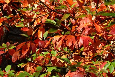 How to Plant and Grow a Sassafras Tree Amending Clay Soil, Sassafras Tree, Yard Plants, Attracting Bees, Its Fall, Food Forest, Tree Care, Pink And White Flowers, Spring Blooms