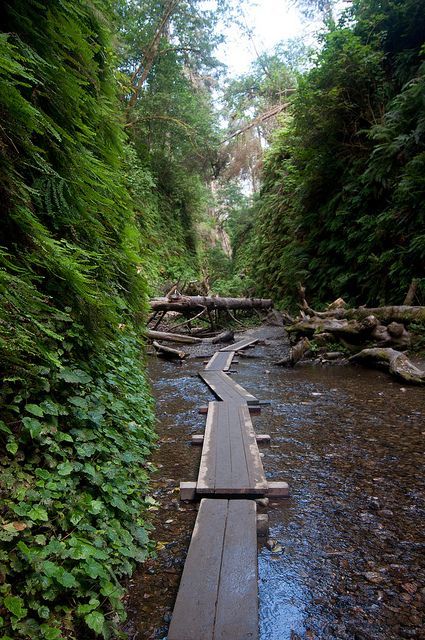 fern canyon loop, prairie creek redwoods state park • near orick, humboldt county Prairie Creek Redwoods State Park, Redwoods California, Fern Canyon, Nature Hike, California Camping, Humboldt County, Camping Spots, Beach Photo, North Coast