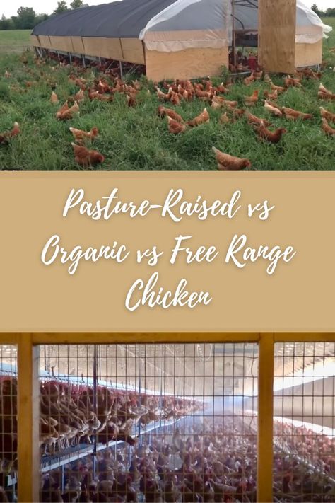 Pasture raised and conventional factory farmed chickens overlaid with the text "Pasture Raised vs Organic vs Free Range Chicken". Free Range Chicken Farm Design, Pasture Raised Chickens, Pasture Chickens, Goats House, Chicken And Eggs, Free Range Chicken, Types Of Eggs, Goat House, Modern Homestead