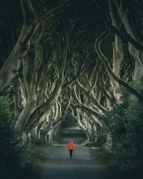 11 gorgeous views you’ll only see in Ireland Dark Hedges Ireland, Ireland Honeymoon, Game Of Thrones Locations, Ireland Aesthetic, Ireland Travel Tips, Dark Hedges, Ireland Road Trip, Ireland Photography, Ireland And Scotland