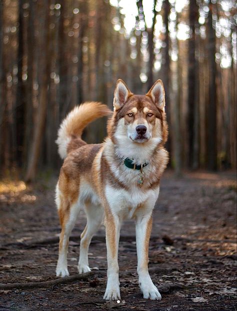 Native American Indian Dog (NAID), an ancient breed recreated by mixing various large dog breeds such as the Siberian Husky, the Alaskan Malamute, the Chinook, and the German Shepherd.❤️ Alaskan Shepherd, Chinook Dog, Native American Dog, Native American Indian Dog, American Indian Dog, Indian Dog, German Shepherd Husky Mix, Siberian Husky Mix, Alaskan Husky