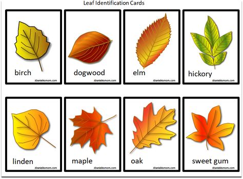 Printable Leaf Identification Chart and Cards Set Leaf Identification For Kids, Leaf Identification Chart, Leaf Parts, Tree Leaf Identification, Different Types Of Leaves, Leaves Name, Leaf Identification, Types Of Trees, Printable Leaves