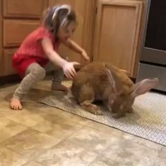 An absolute hopping unit Best Friend Tag, Absolute Unit, Gif Pic, Giant Rabbit, Rabbit Gif, Fluffy Bunny, Pet Bunny, Cute Bunnies