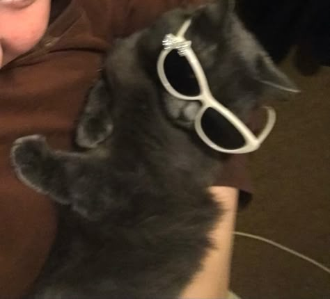 Cat Wearing Sunglasses, Cat Wearing Glasses, Evil Cat, Heart Glasses, Cat Glasses, Cat Sunglasses, Silly Cats Pictures, Cool Glasses, Wearing Sunglasses