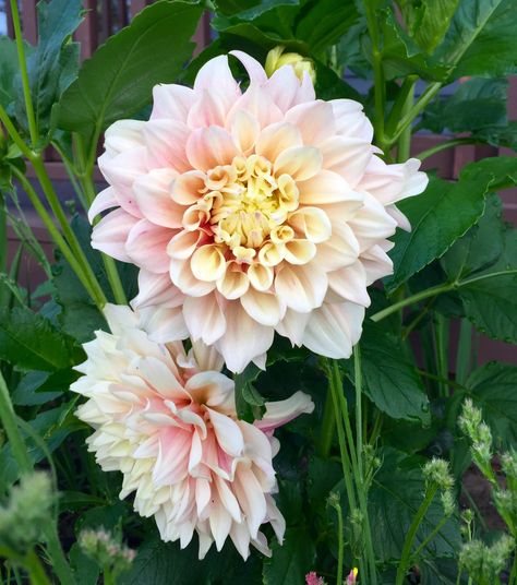 Breakout Dahlia, Dahlia Breakout, Dinnerplate Dahlia, Yard Flowers, Classic Flower, Cut Flower Garden, Garden Gate, Landscape Ideas, Garden Gates