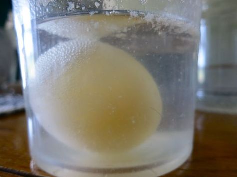 Science experiment! Vanishing egg shell! Dissolving Egg Shell Experiment, Egg And Vinegar Experiment, Egg In Vinegar Experiment, Childrens Ministry Christmas, Homeschool Science Projects, Shells Ideas, Egg Experiment, Bible Science, Egg Experiments