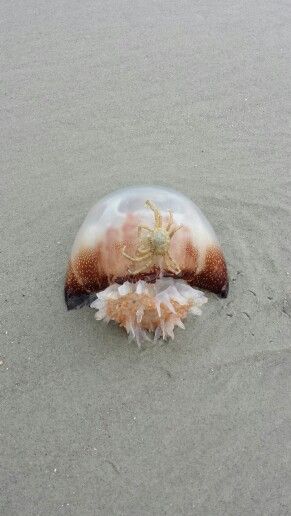 Cannonball jellyfish with crab. Cannon Ball Jellyfish, Cannonball Jellyfish, Moon Jellyfish, Cannon Ball, Underwater Life, Jellyfish, Under The Sea, Crab, Fish Pet