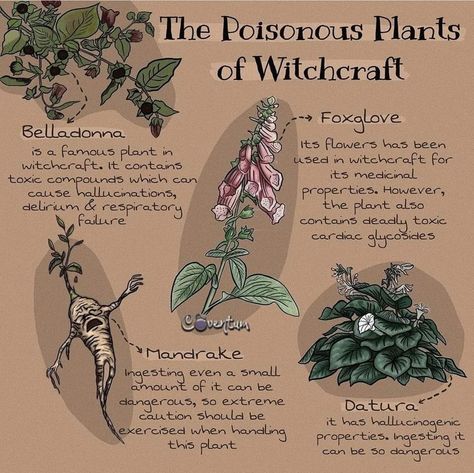 Plant Witchcraft, Witchy Plants, Poison Plants, Magical Plants, Deadly Plants, Magickal Herbs, Witch Herbs, Witch Rituals, Green Witchcraft