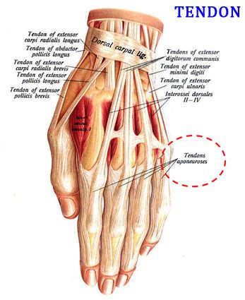 what is Tendon Human Hand Anatomy, Anatomy Chart, Hand Anatomy, Hand Png, Medical Anatomy, Human Hand, Medical Illustration, Human Anatomy, Photo Reference