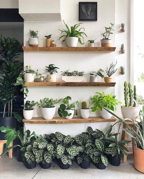 Pointless Plants on Instagram: “If Monday was on a shelf, what would it look like?⠀ ⠀ Reposting @the.green.mile:⠀ ...⠀ "Just beautiful. .⠀ .⠀ .⠀ .⠀ .⠀ #plantporn #cactus…” House Plants Decor, Décor Boho, Deco Floral, Trendy Home, The Piano, Plant Wall, Ideas Home, Plant Life, Shelf Decor