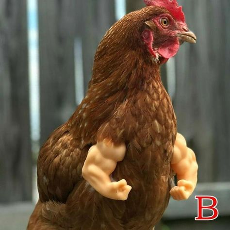 The most buff chicken in the world Chicken Arms, Pet Duck, Funny Chicken, T Rex, Chicken, Pet, Funny