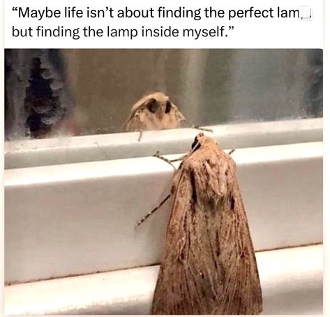 Moth Drawing, Cute Moth, Amy Sedaris, Quick Pics, Worst Day, All I Ever Wanted, For Your Eyes Only, Wholesome Memes, Press On Nails