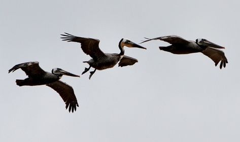 Pelican Flying, Pelican Tattoo, Mama Tattoos, Brown Pelicans, Lighthouse Tattoos, Seagull Tattoo, Bird Silhouettes, Mama Tattoo, Pelican Art