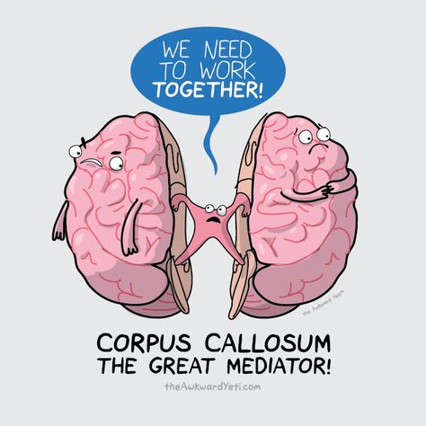 The Corpus Callosum is like the "Counselor" of the brain.... helping two opposites work together! Anatomy Humor, Biology Jokes, Ap Psych, Awkward Yeti, The Awkward Yeti, Biology Humor, Medical Jokes, Corpus Callosum, Ap Psychology