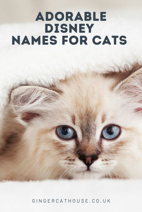 Pet Cat Names, Disney Animal Names, Cats Names Ideas, Cat Names Boy, Kitten Names Boy, Disney Pet Names, Disney Cat Names, Pet Name Ideas, Girl Pet Names