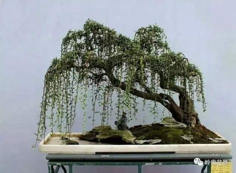 Weeping Bonsai, Willow Bonsai, Bonsai Nursery, Japanese Bonsai Tree, Tree Types, Bonsai Forest, Bonsai Tree Types, Bonsai Tree Care, Indoor Bonsai Tree