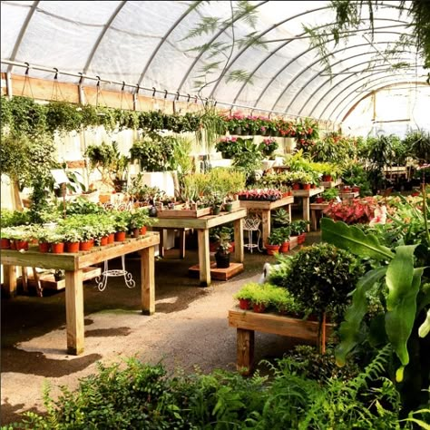 Garden Nursery Ideas, Plant Nursery Ideas, Garden Center Ideas, Plant Studio, Gardening Wallpaper, Garden Center Displays, Nursery Planning, Plant Store, Nursery Garden