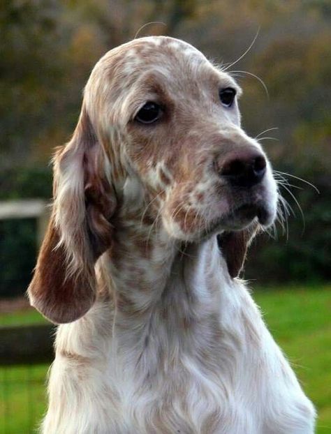 English Setter - What a Handsome Dog! English Setter Puppies, English Setter Dogs, Hipster Dog, English Setter, Dog Rules, Irish Setter, Sporting Dogs, Hunting Dogs, Family Dogs