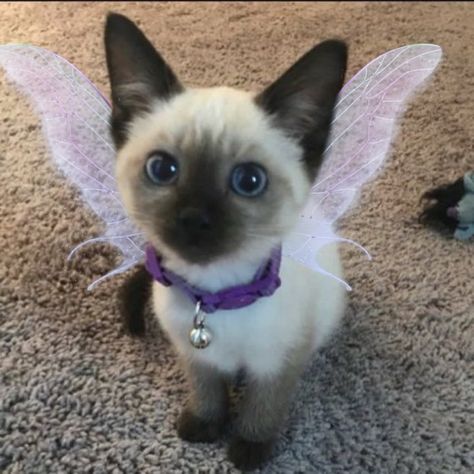 Cat With Fairy Wings, Wallpaper Instagram, Icon Ideas, Dream's Cat, Fluffy Kittens, Angel Cat, Lovely Creatures, Fairy Wings