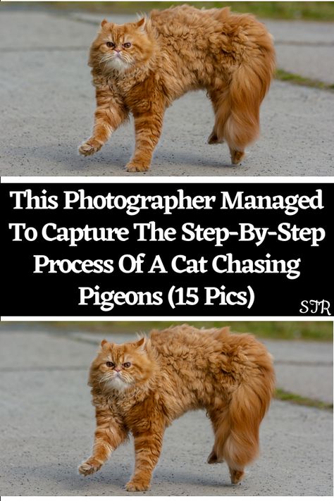 Photography Career, Humor Mexicano, Cat Hacks, Animal Wildlife, Friday Humor, Persian Cat, Human Emotions, Pinterest Photos, Good Notes