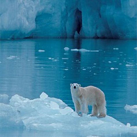 Sin tierra en el Polo Norte Arctic Tundra, Arctic Ice, Sea Ice, Temperate Rainforest, Arctic Ocean, Sun And Water, Cute Animal Drawings, Animal Photography, Polar Bear