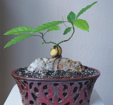 avo bonsai for the win! 🥑 tag the friend you wanna try this diy project with 🙌🏼 ~ Via helpfulgardener by user ‘garmy yo’ 📸 Avocado Bonsai, Avocado Seed Growing, Avocado Pit, Bonsai Tree Care, Avocado Plant, Bonsai Soil, Avocado Seed, Mini Bonsai, Avocado Tree