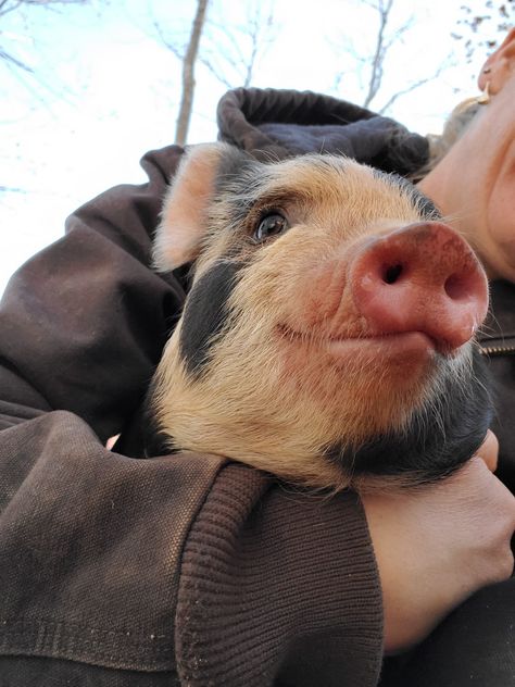 Pigs Aesthetics, Pig Aesthetic, H D Carlton, Miniature Pigs, Pig Pictures, Pig House, Showing Livestock, Mini Pigs