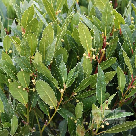 Laurus nobilis - Culinary bay Bay Laurel Tree, Bay Laurel, Laurus Nobilis, Relaxing Backyard, Bay Tree, Jasmine Plant, Fragrant Plant, Perennial Shrubs, Small White Flowers