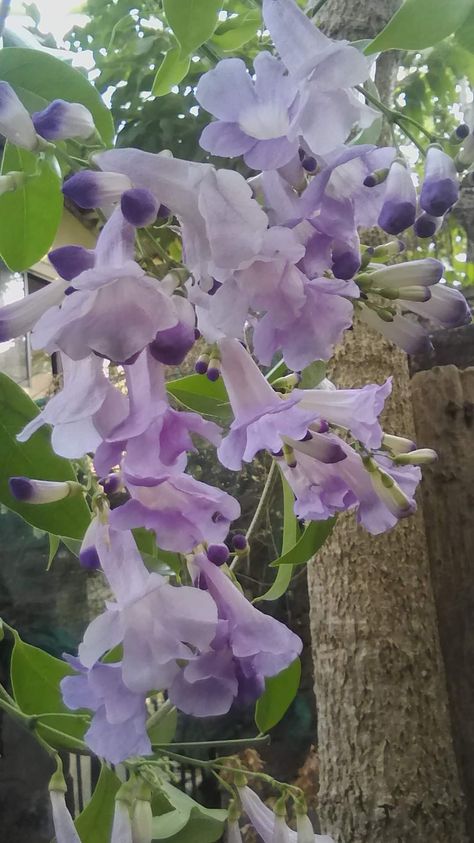 Purple Trumpet Vine, Outdoor Flowering Plants, Live Earth, Kyoka Jiro, Flower Lavender, Decorative Plants, Trumpet Vine, Vine Tattoos, Climbing Vines