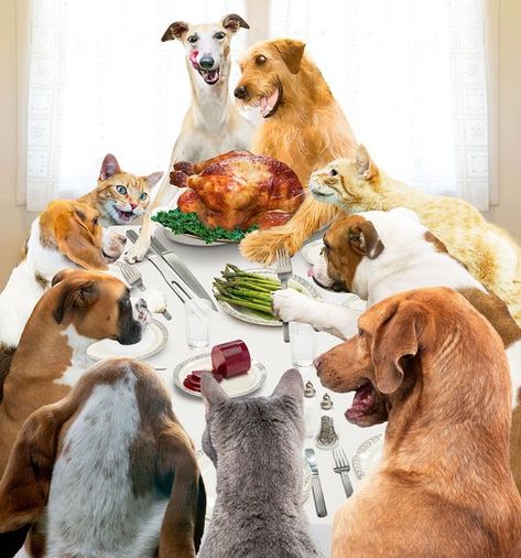 Top 5 Thanksgiving Tips For Dog And Cat Parents Thanksgiving Cats, Funny Dog Pics, Thanksgiving Board, Animals Rescue, Dog Thanksgiving, Holiday Decor Thanksgiving, Gobble Til You Wobble, Thanksgiving Wishes, Recipes For Thanksgiving