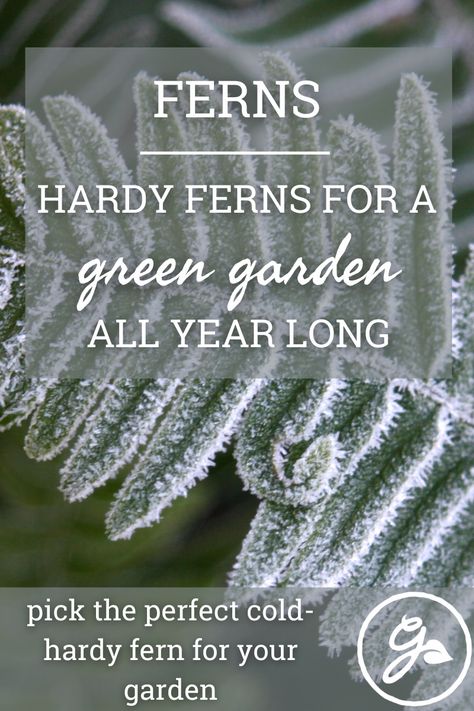 Ferns are always a beautiful addition to your landscape. Get the Know How on such ferns as Japanese painted fern, Christmas fern and more that can withstand cold weather and still stay green. Fern Christmas, Tassel Fern, Holly Fern, Painted Fern, Christmas Fern, Japanese Painted Fern, Wood Fern, Zone 7, How To Grow Taller