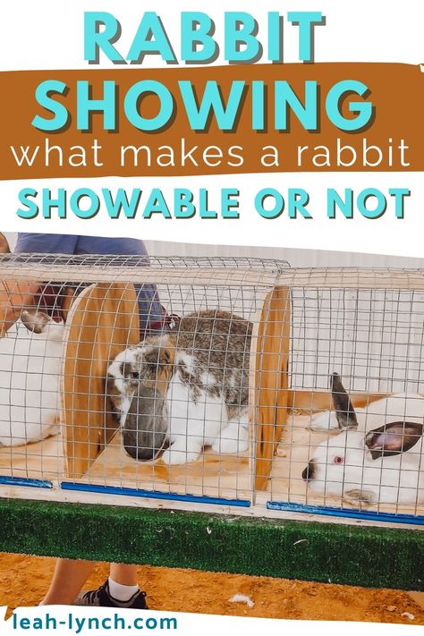 Showing Rabbits Ffa, Show Rabbit Cages, Garage Bunny Setup, 4h Rabbit Showing, 4h Rabbit Project, Rabbit Show Table, Showing Rabbits In 4h, Rabbit Showmanship, Rabbitry Ideas