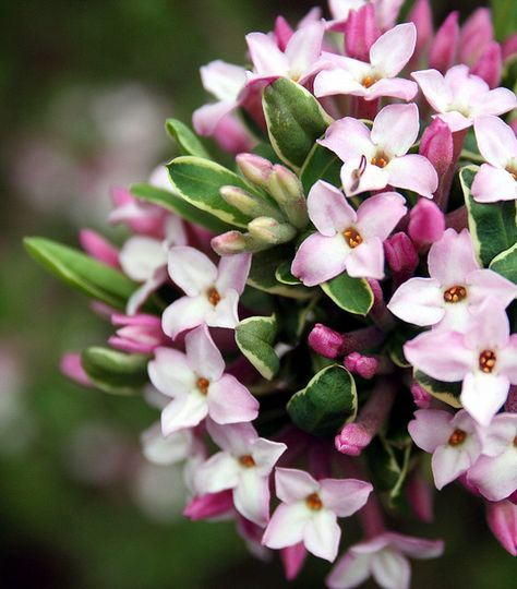 Daphne, can't you just smell it!!!!! My favorite flower fragrance. Yum!!! Daphne Flower, Daphne Odora, Greek Flowers, Spring Fragrances, Garden Magic, Fragrant Garden, Flower Fragrance, Rock Gardens, Fragrant Plant