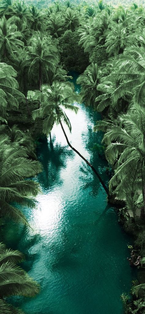 Rainforest Wallpaper Iphone, Tropical Rainforest Aesthetic, Girly Aesthetics, Jungle Pictures, Wild Travel, Jungle Photography, Tropical Aesthetic, Paradise Wallpaper, Dream Wallpaper